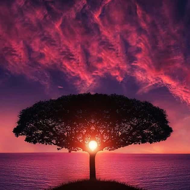 sunlight through tree. getting to know my Blazetrue clients
